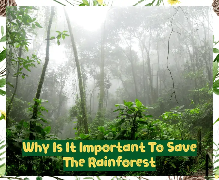 why is it important to save the rainforest