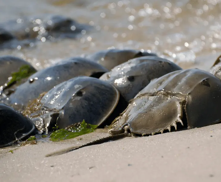 spawning season