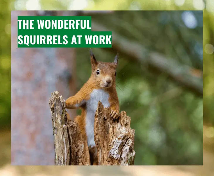 wonders of squirrels at work