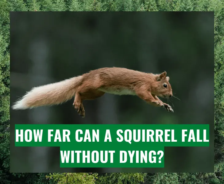 how far can a squirrel fall without dying