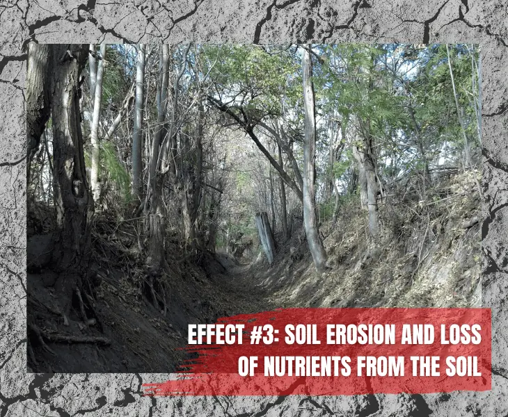 soil erosion on wildlife habitat