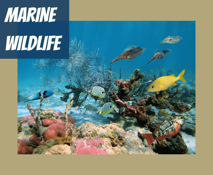 marine wildlife