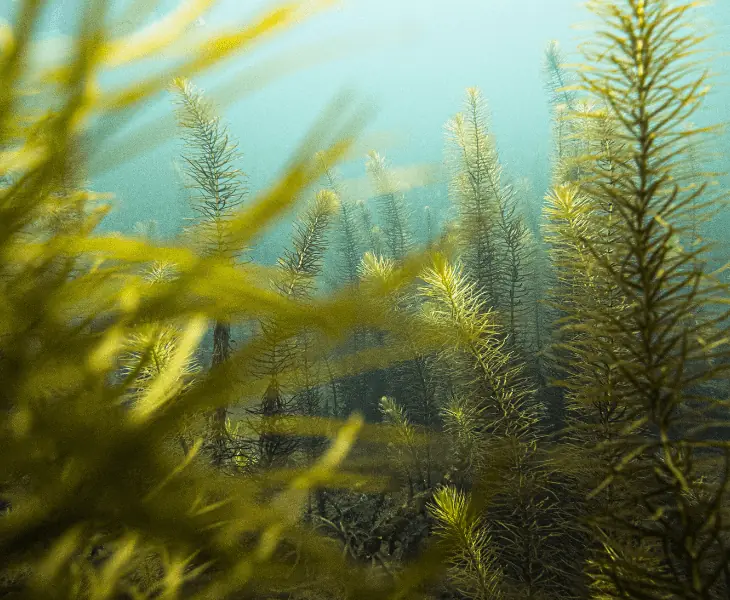 long under water plants