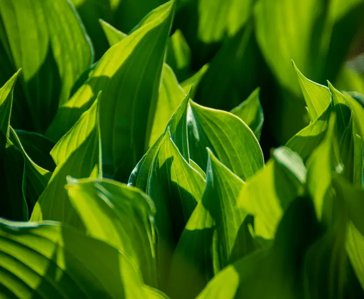 green plant hit by sunlight