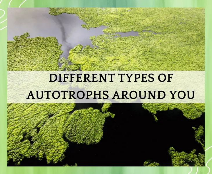 algae in a body of water