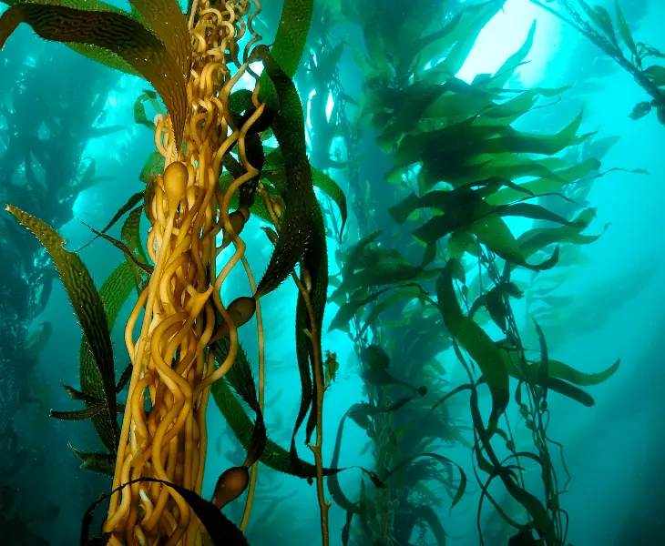 giant kelp underwater