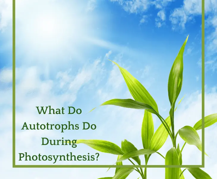 direct sunlight in plants