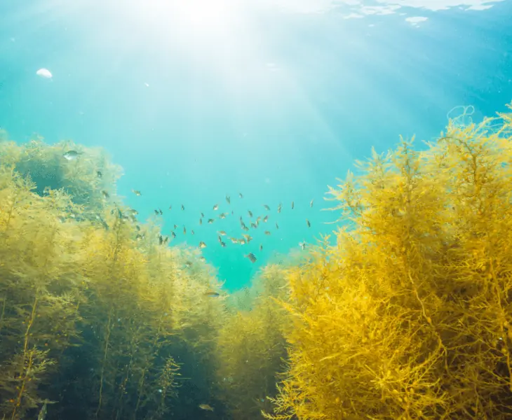 plants under water and sunlight