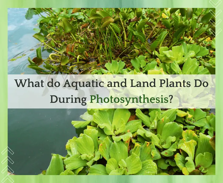 a variety of aquatic plants