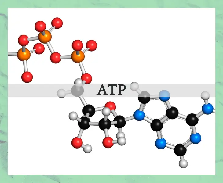 adenosine triphosphate molecule