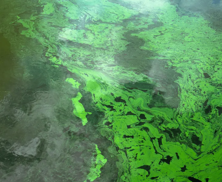 blooming blue-green algae