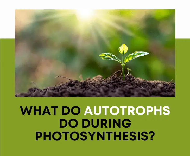 what do autotrophs do during photosynthesis