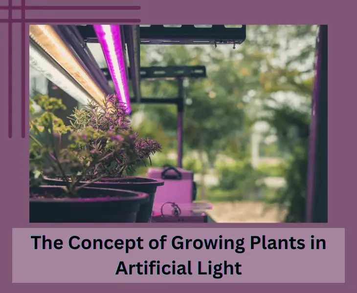 growing plants in artificial light