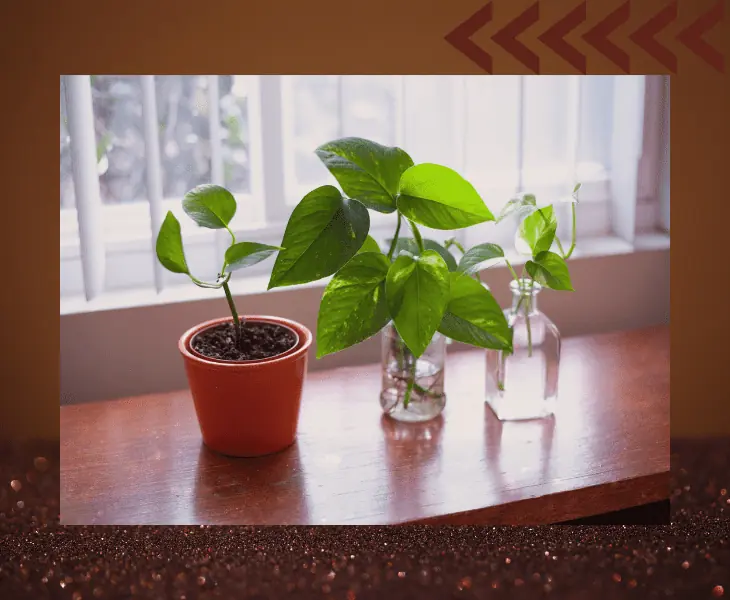 plant absorbing natural light
