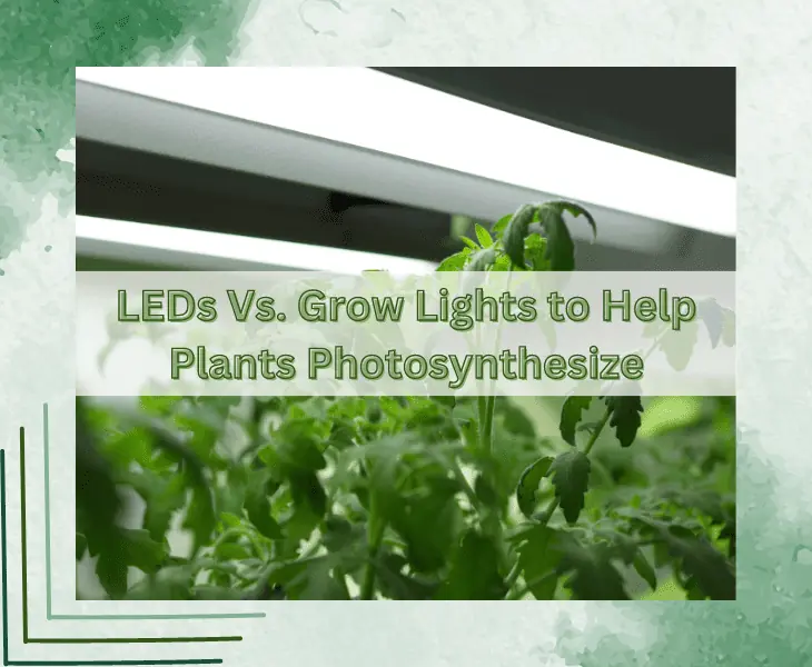 led vs grow lights help plants photosynthesize