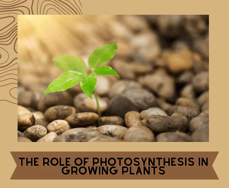 photosynthesis of a growing plant