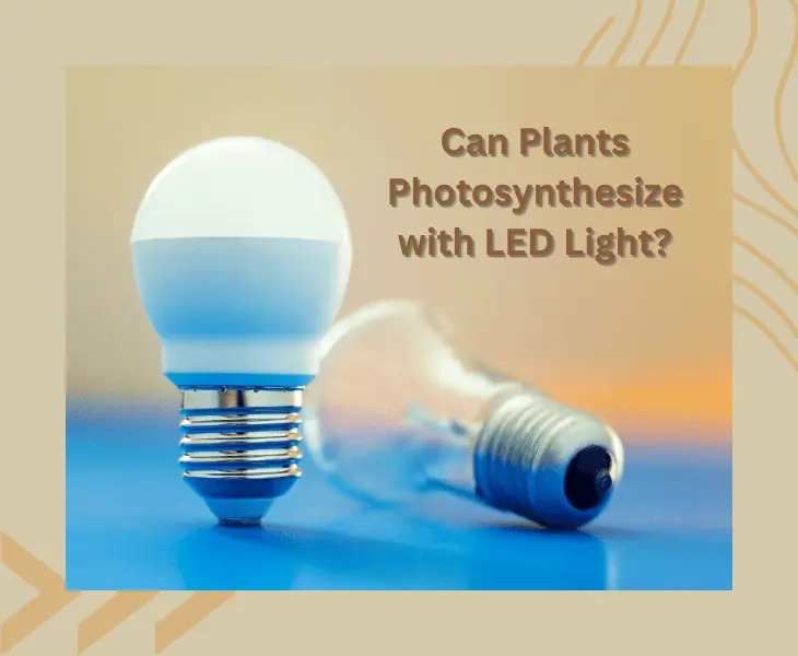 photosynthesize with led light