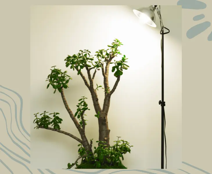 growing plant using led light