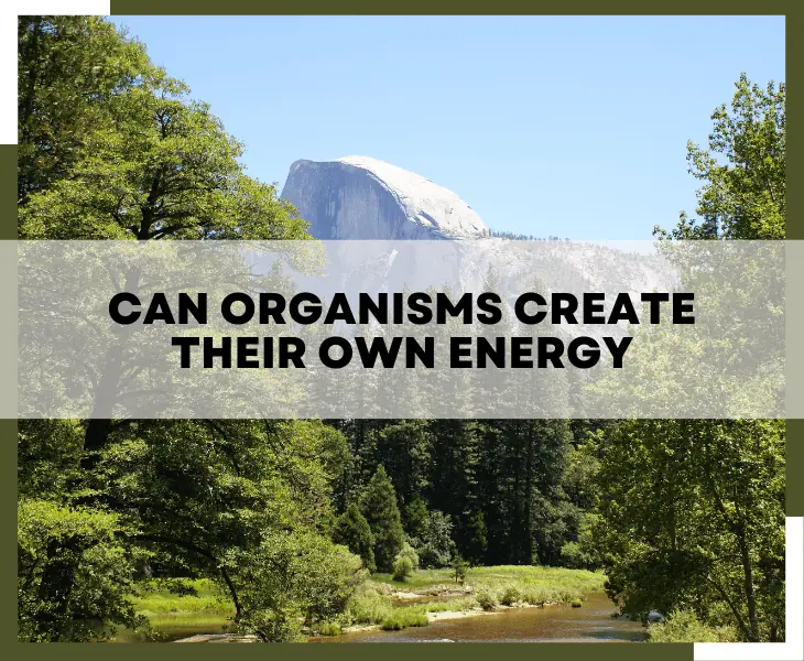 can organisms create their own energy