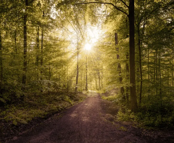 green forest and sun shining