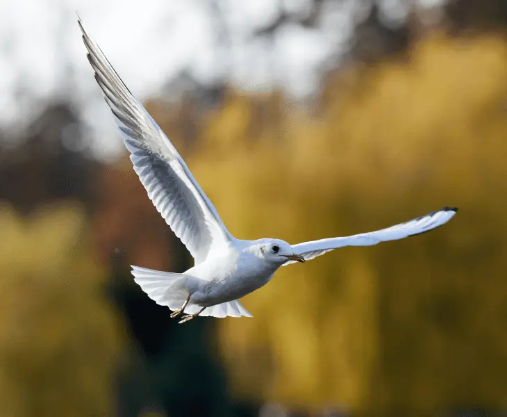 bird flying high