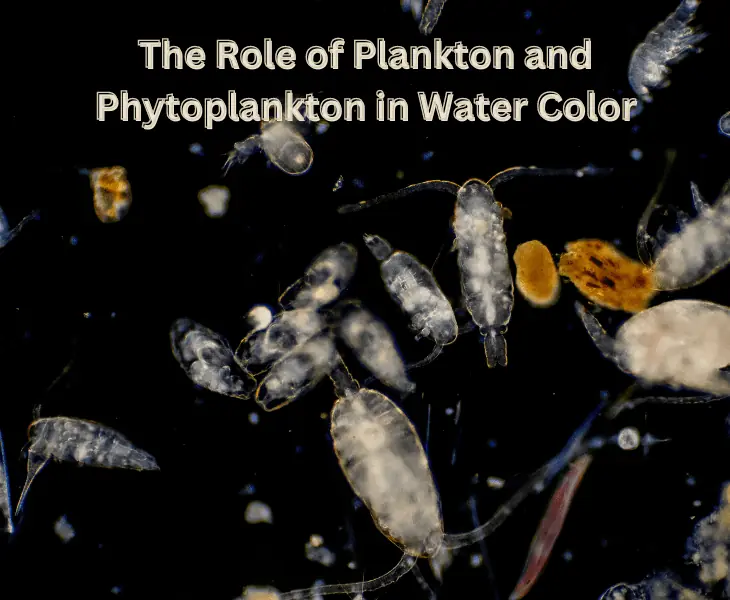 different kinds of planktons
