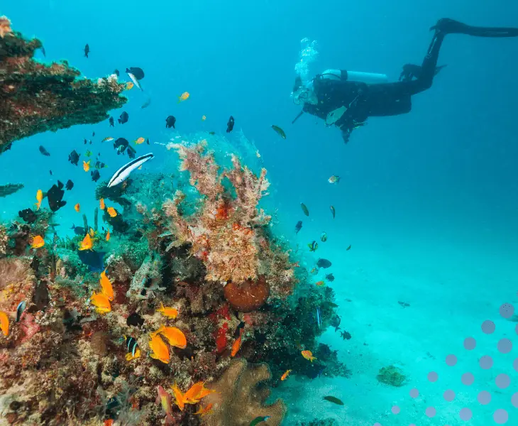 scuba diver swims among coral reefs