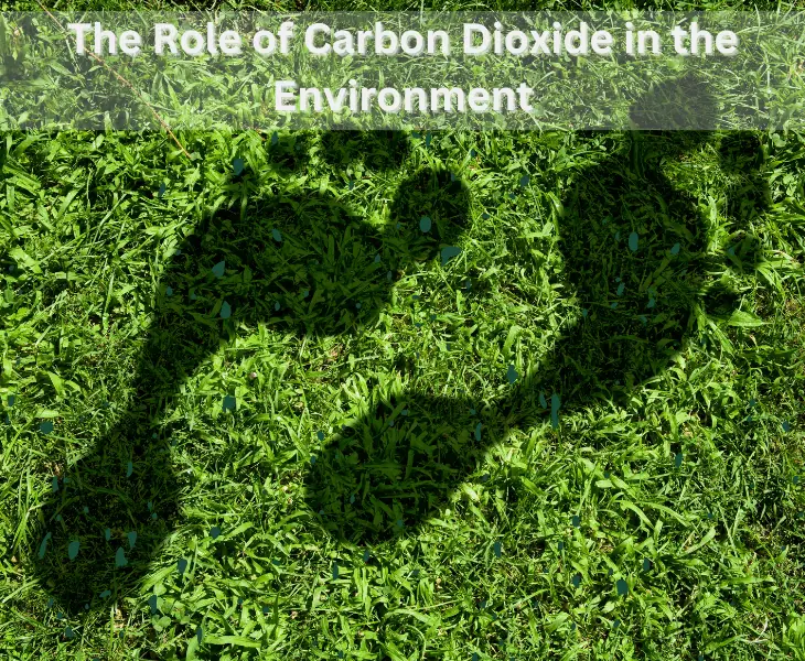 carbon foot print