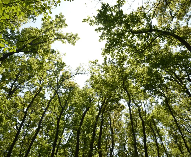 view from below the trees
