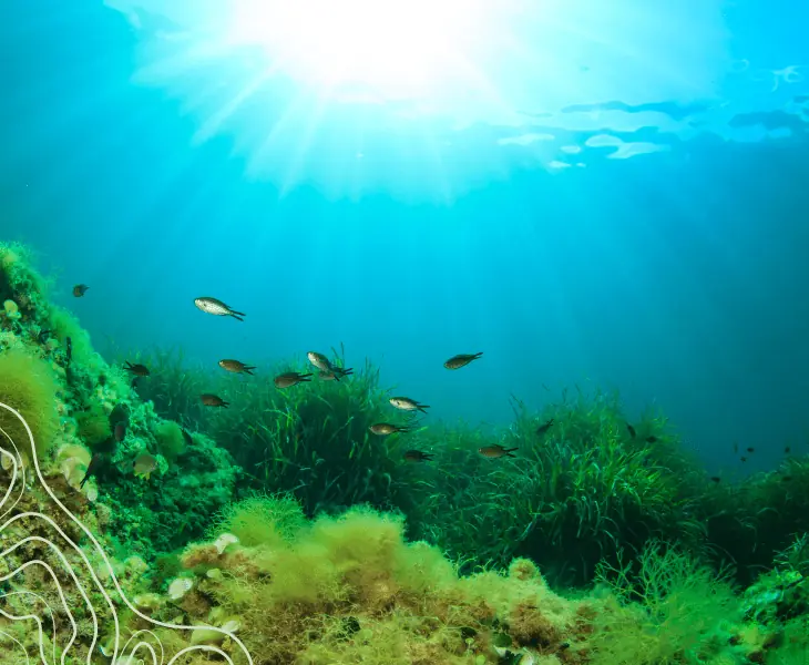 fishes swims above the see grass