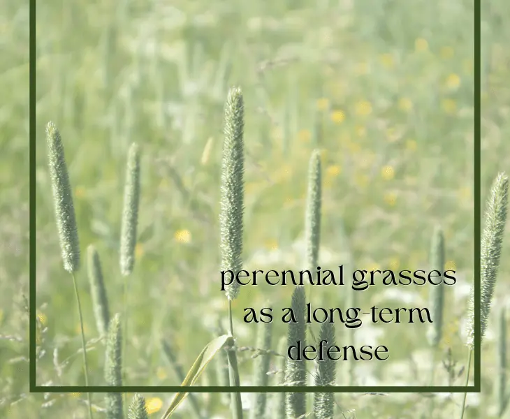 spikes of perennial grass