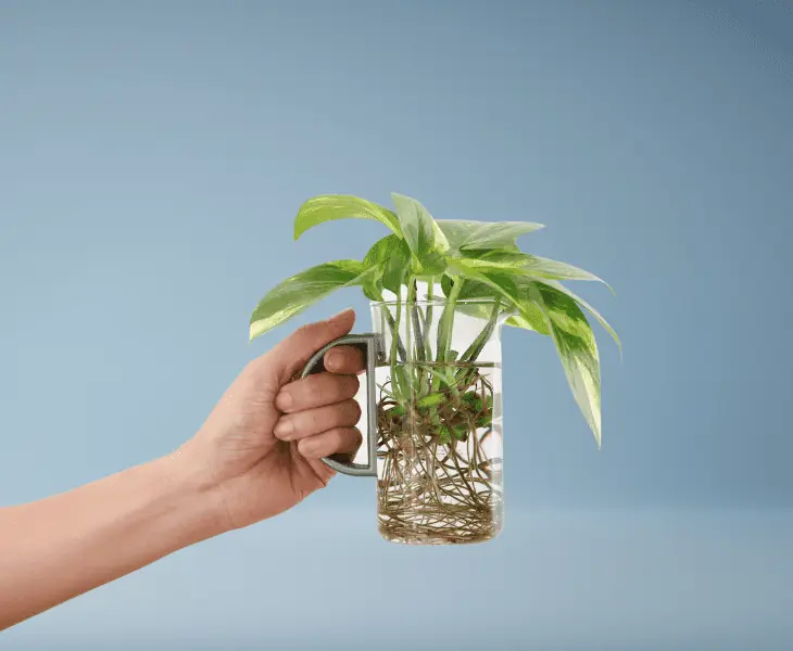 person holding a plant