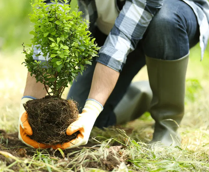 man planting tree in his garden