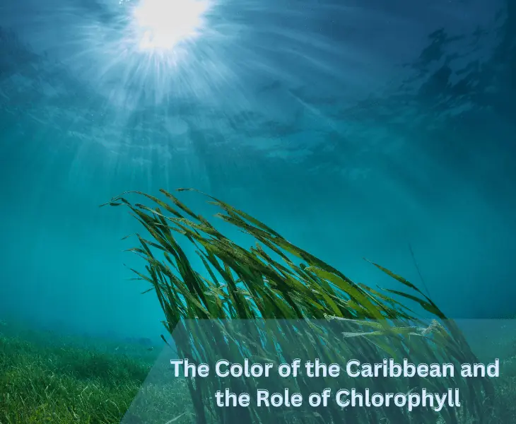underwater sea grass