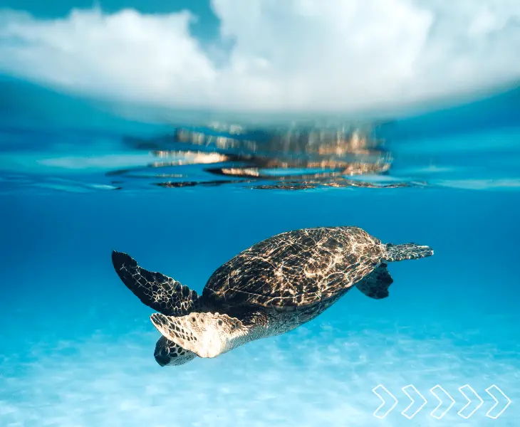 turtle swims in clear water