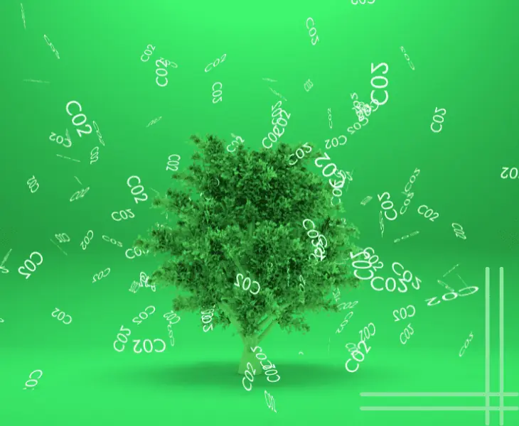 tree absorbing carbon dioxide