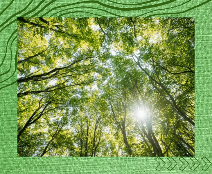 oxygen from the trees