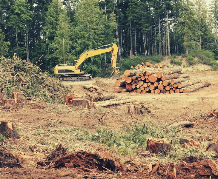 a bulldozer in the bare forest	