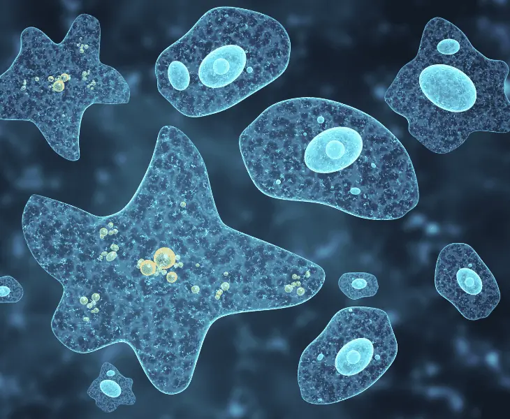 understanding more about amoebas