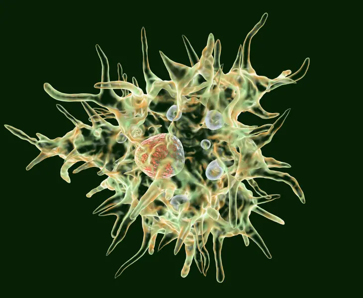 3d illustration of acanthamoeba