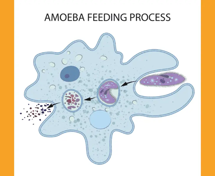 acanthamoeba feeding process