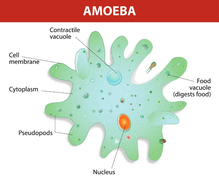 amoeba heterotrophic or autotrophic