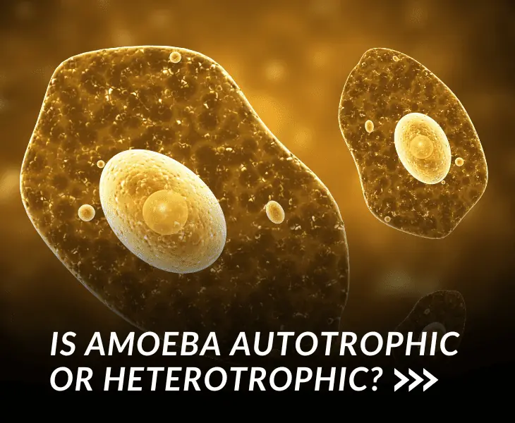 is amoeba autotrophic or heterotrophic