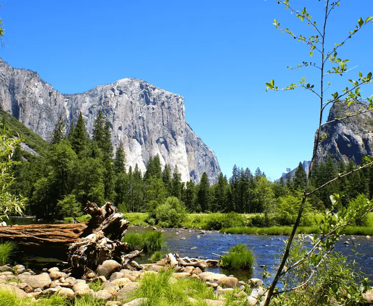 role in aquatic ecosystems