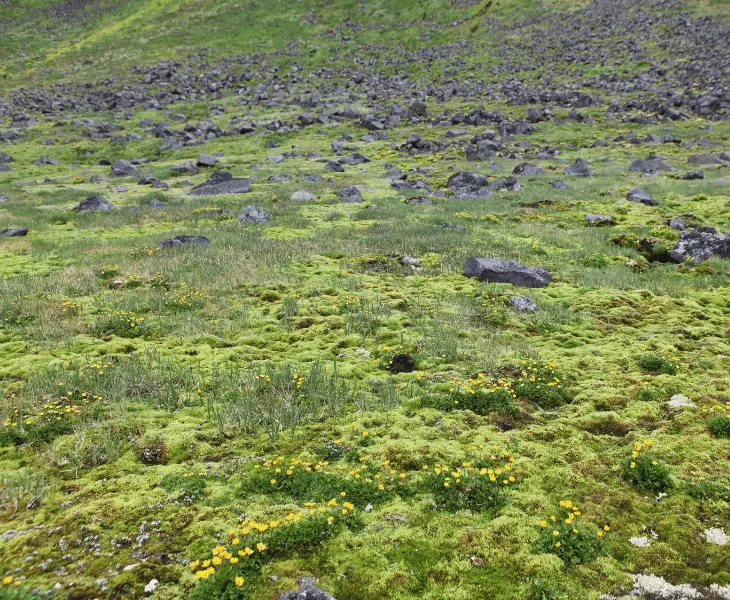 scenic view of artic moss