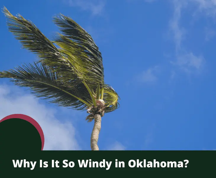 coconut tree on windy day