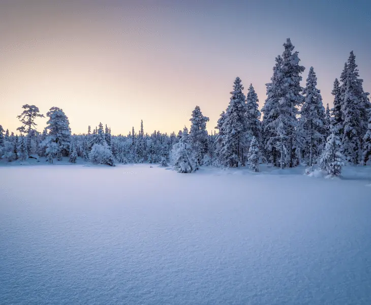 trees covered with snow