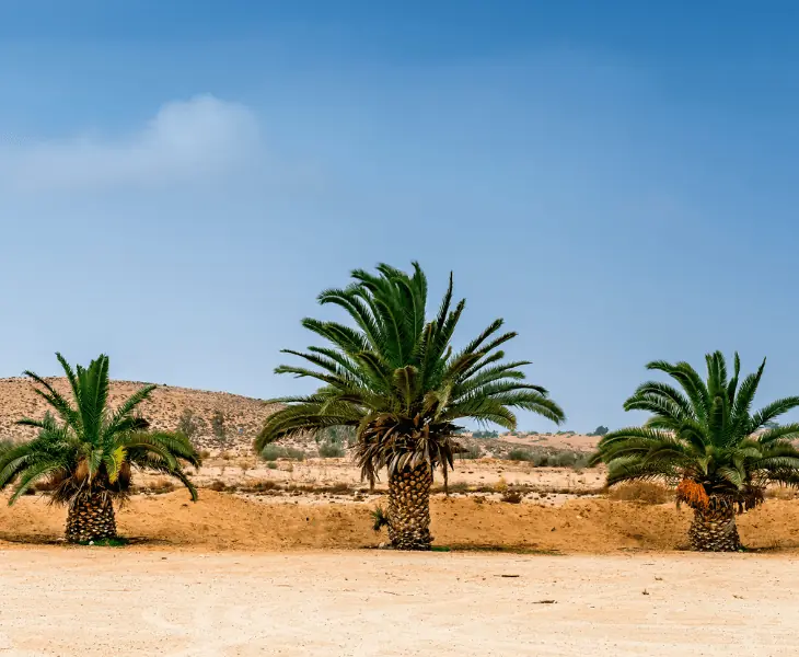 dates in the desert