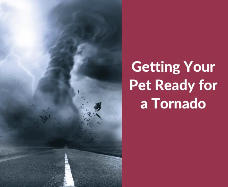 getting your pet ready for a tornado