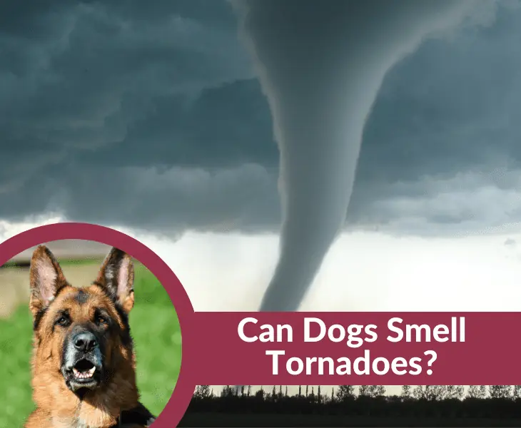 can dogs smell tornadoes